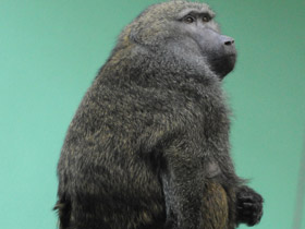 Смотреть фото Павиан-анубис Фото Павиан-анубис