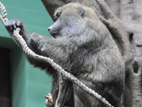 Смотреть фото Павиан-анубис Фото Павиан-анубис