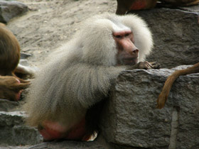 Смотреть фото Гамадрил Фото Гамадрил