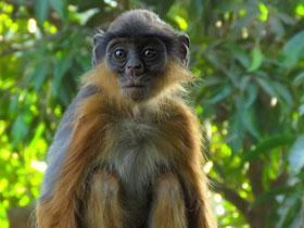 Фото Piliocolobus temminckii