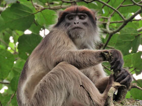 Смотреть фото Красный угандийский колобус Фото Красный угандийский колобус