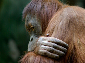 Фото Орангутан: большая рыжая обезьяна