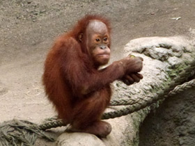 Фото Орангутан: большая рыжая обезьяна