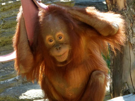Фото Орангутан: большая рыжая обезьяна