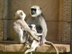 Смотреть фото Хануман Фото Хануман