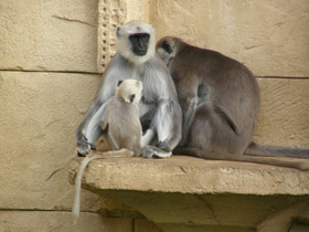 Смотреть фото Хануман Фото Хануман