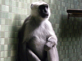 Смотреть фото Хануман Фото Хануман