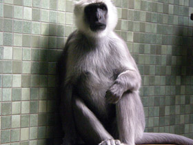 Смотреть фото Хануман Фото Хануман