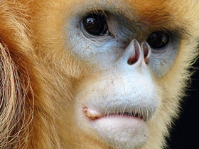 Смотреть фото Рокселланов ринопитек Фото Рокселланов ринопитек