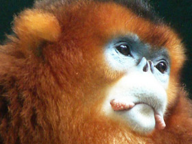 Рокселланов ринопитек Рокселланов ринопитек