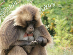 Смотреть фото Гелада Фото Гелада