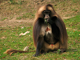 Смотреть фото Гелада Фото Гелада