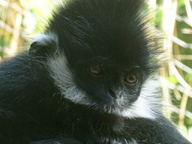 Смотреть фото Тонкинский гульман Фото Тонкинский гульман