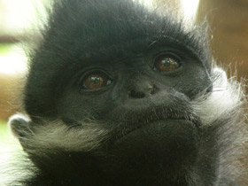 Смотреть фото Тонкинский гульман Фото Тонкинский гульман