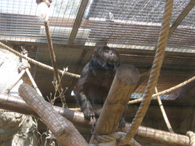 Смотреть фото Черный ревун Фото Черный ревун