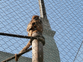 Смотреть фото Черный ревун Фото Черный ревун