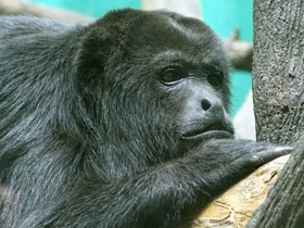 Фото Колумбийский ревун