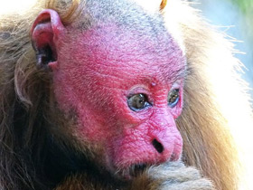 Смотреть фото Уакари Фото Уакари