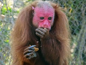 Смотреть фото Уакари Фото Уакари