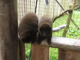 Смотреть фото Медный прыгун Фото Медный прыгун
