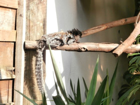 Смотреть фото Игрунка Жоффруа Фото Игрунка Жоффруа