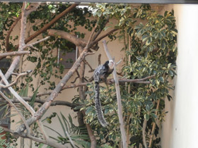 Смотреть фото Игрунка Жоффруа Фото Игрунка Жоффруа