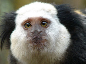 Смотреть фото Игрунка Жоффруа Фото Игрунка Жоффруа