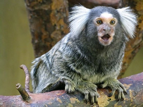 Смотреть фото Обыкновенная игрунка Фото Обыкновенная игрунка