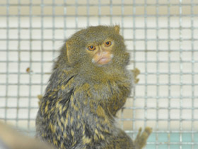 Смотреть фото Карликовая игрунка Фото Карликовая игрунка