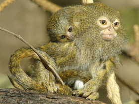 Смотреть фото Карликовая игрунка Фото Карликовая игрунка