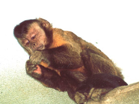 Смотреть фото Бурый капуцин Фото Бурый капуцин