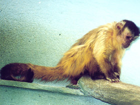 Смотреть фото Бурый капуцин Фото Бурый капуцин