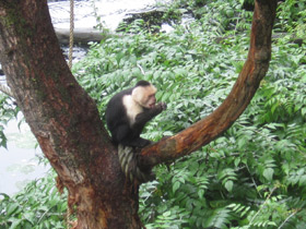 Фото Белоплечий капуцин