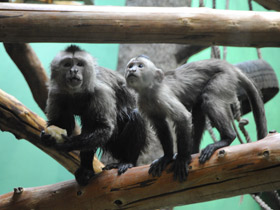 Смотреть фото Капуцин-плакса Фото Капуцин-плакса