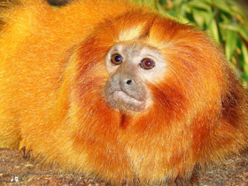 Смотреть фото Золотистая игрунка Фото Золотистая игрунка