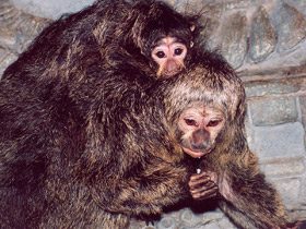 Смотреть фото Бледнолиций саки Фото Бледнолиций саки