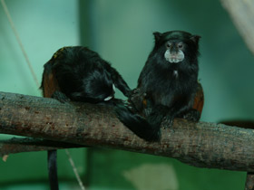 Фото Буроголовый тамарин