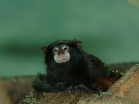 Фото Буроголовый тамарин