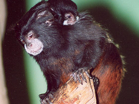 Фото Буроголовый тамарин
