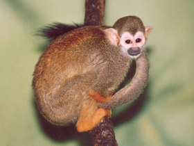 Смотреть фото Беличий саймири Фото Беличий саймири