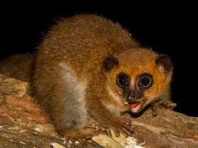 Смотреть фото Карликовый лемур Сибри Фото Карликовый лемур Сибри