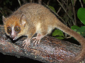 Фото Карликовый мышиный лемур