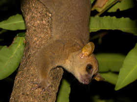 Фото Карликовый лемур Кокерела