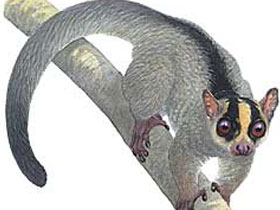 Фото Вильчатополосый лемур Амба