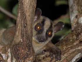 Смотреть фото Вильчатополосый лемур Фото Вильчатополосый лемур