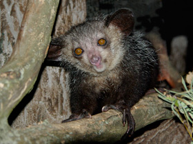 Фото Ай-ай: руконогий примат