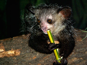 Фото Ай-ай: руконогий примат