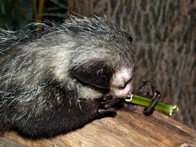 Фото Самые необычные и удивительные животные