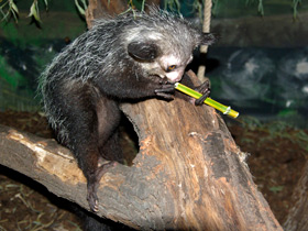 Фото Ай-ай: руконогий примат