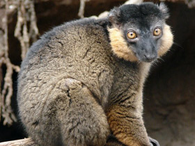 Фото Красноошейниковый лемур